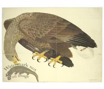 WHITE-TAILED EAGLE . PL 6